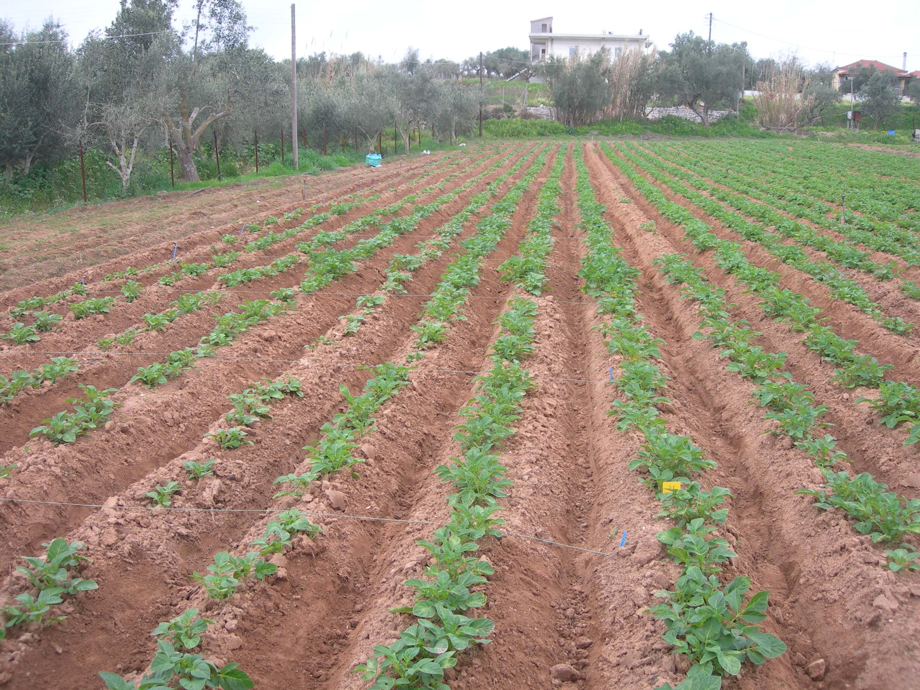 cultivation of crops