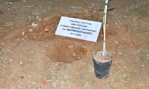 Φύτεμα Ελιάς