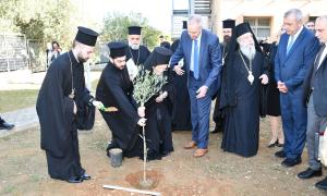 Φύτεμα Ελιάς