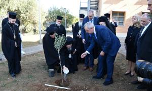 Φύτεμα Ελιάς