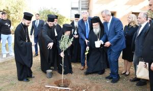 Φύτεμα Ελιάς